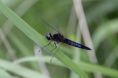 Lyriothemis pachygastra