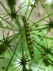 Depressaria chaerophylli