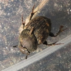 Onthophagus fracticornis