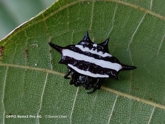 Gasteracantha doriae