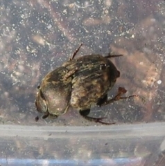 Onthophagus fracticornis