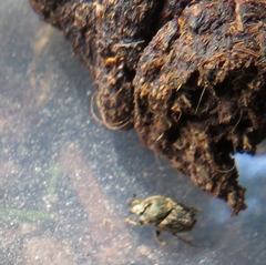 Onthophagus fracticornis
