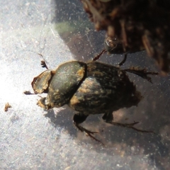 Onthophagus fracticornis