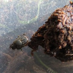 Onthophagus fracticornis