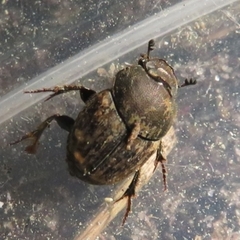 Onthophagus fracticornis