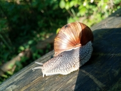 Helix pomatia