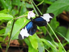 Heliconius cydno