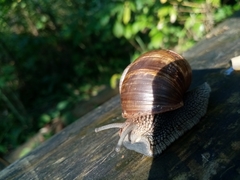 Helix pomatia