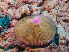 Fungia fungites