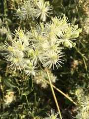Clematis ligusticifolia