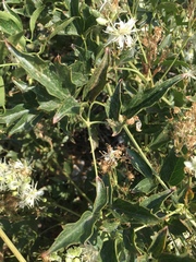 Clematis ligusticifolia