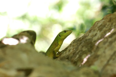 Lacerta trilineata polylepidota