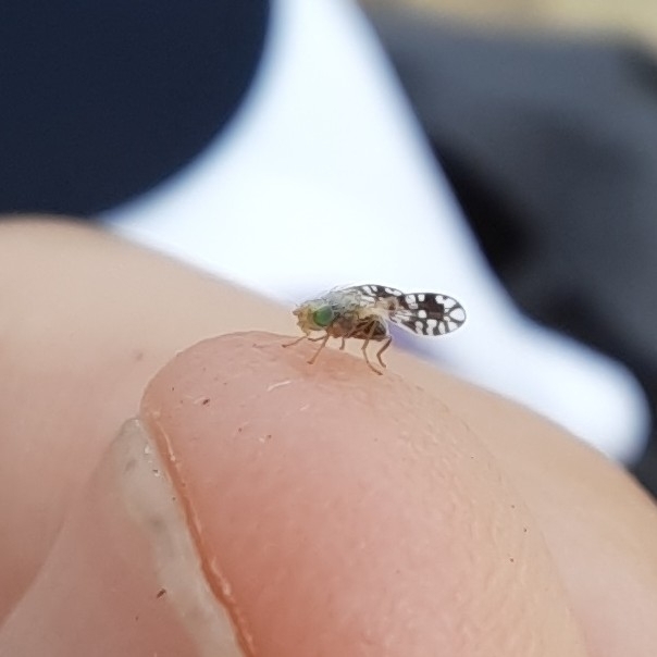 Actinoptera discoidea