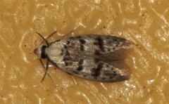 Scatochresis innumera