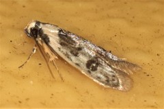 Scatochresis innumera