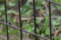 Orthetrum albistylum