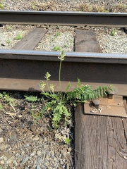 Oxytropis strobilacea