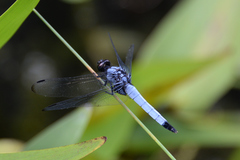 Orthetrum melania