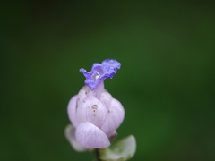 Strobilanthes heyneana