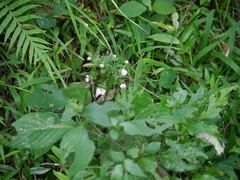 Strobilanthes heyneana