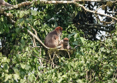 Piliocolobus tephrosceles