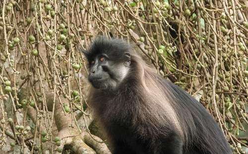Ugandan grey-cheeked mangabey (Lophocebus ugandae) — Data Deficient Mammalia