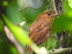 Rhytipterna holerythra