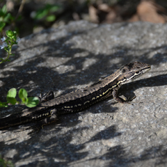 Takydromus tachydromoides