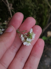 Berteroa incana