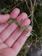 Berteroa incana