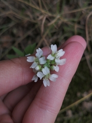 Berteroa incana