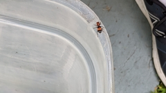 Enoclerus muttkowskii