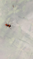 Enoclerus muttkowskii