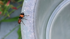 Enoclerus muttkowskii