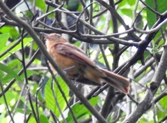 Rhytipterna holerythra