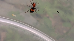 Enoclerus muttkowskii