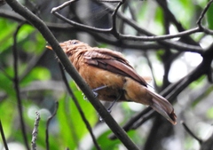 Rhytipterna holerythra