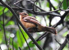 Rhytipterna holerythra