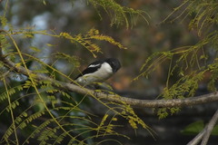 Lanius collaris collaris