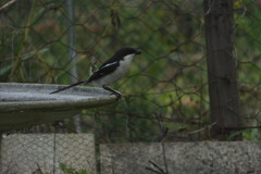Lanius collaris collaris