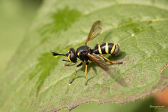 Conops flavipes