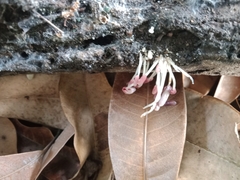 Coprinopsis clastophylla