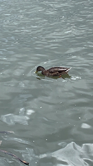Anas platyrhynchos