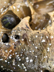 Leptoplana tremellaris