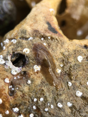 Leptoplana tremellaris