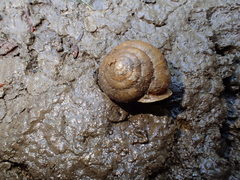 Vespericola