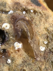 Leptoplana tremellaris