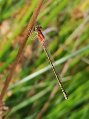 Ischnura pumilio