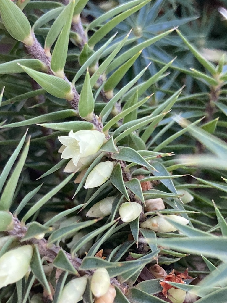 Melichrus