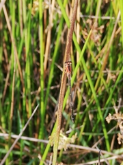 Ischnura pumilio